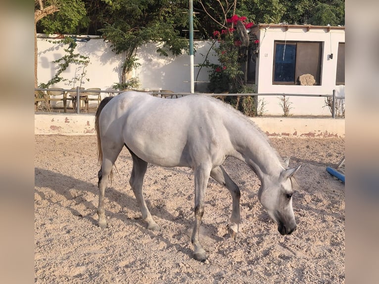 Purosangue arabo Giumenta 3 Anni 145 cm Bianco in Giza