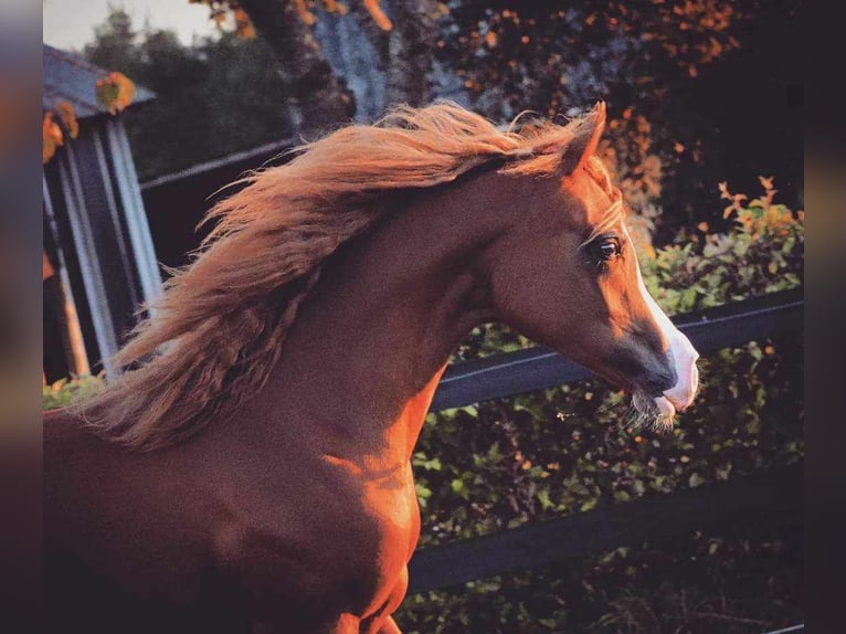 Purosangue arabo Giumenta 3 Anni 147 cm Sauro scuro in Jelling