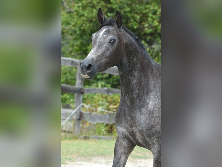 Purosangue arabo Giumenta 3 Anni 150 cm Grigio in Koprivnica