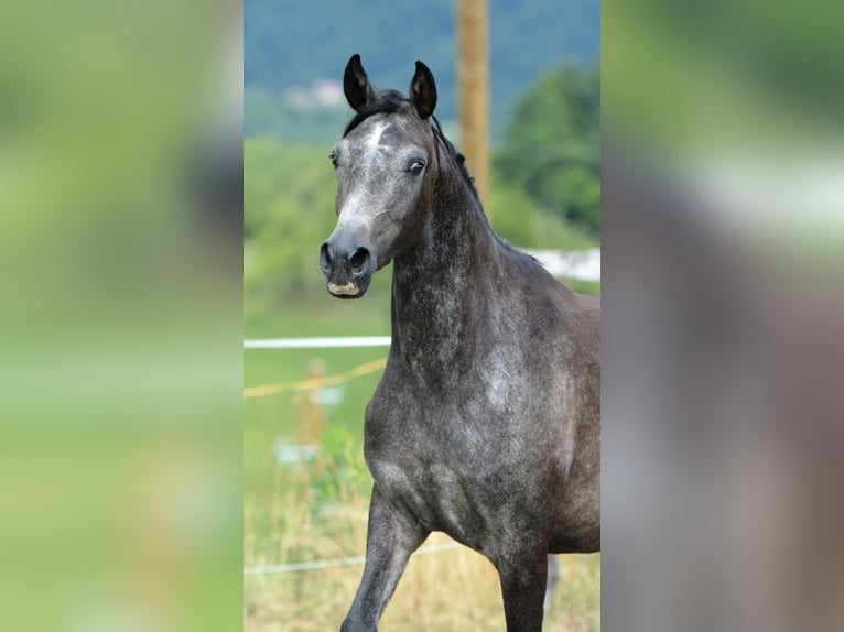 Purosangue arabo Giumenta 3 Anni 150 cm Grigio in Koprivnica