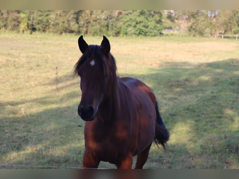 Purosangue arabo Giumenta 3 Anni 152 cm Baio in L&#xF6;wenberger Land