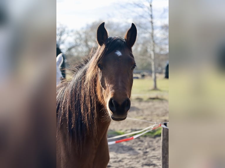 Purosangue arabo Giumenta 3 Anni 152 cm Baio in L&#xF6;wenberger Land