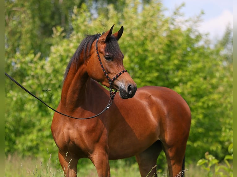 Purosangue arabo Giumenta 3 Anni 152 cm Baio in Lodz