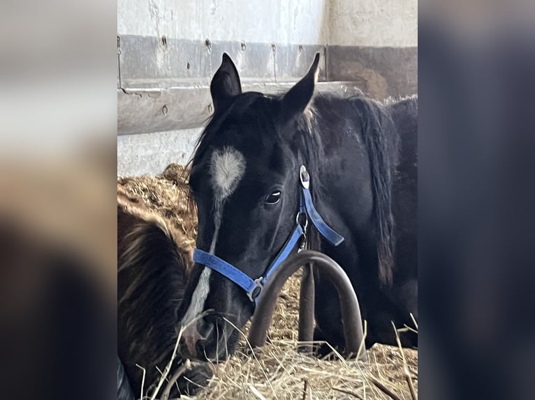 Purosangue arabo Giumenta 3 Anni 152 cm Morello in Ligetfalva