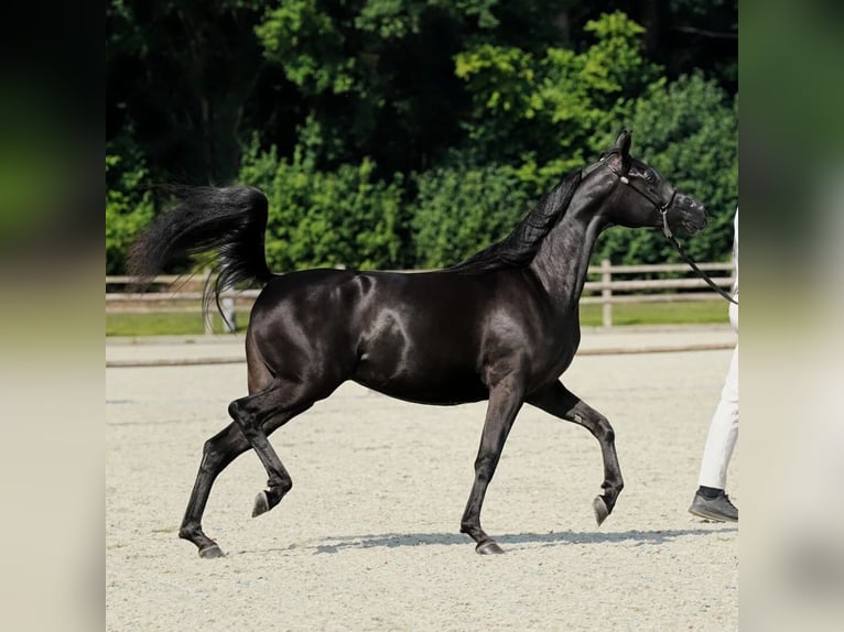 Purosangue arabo Giumenta 3 Anni 152 cm Morello in Uddel
