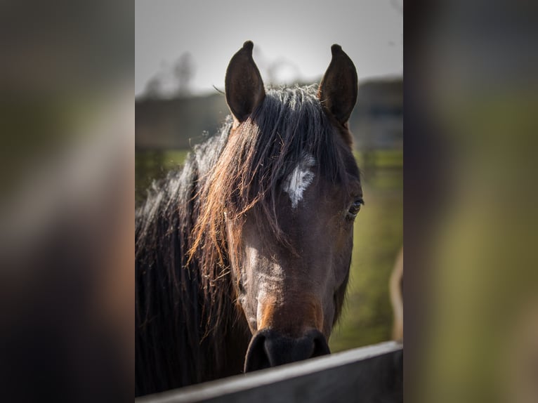 Purosangue arabo Giumenta 3 Anni 153 cm Baio scuro in Wangerland Hohenkirchen