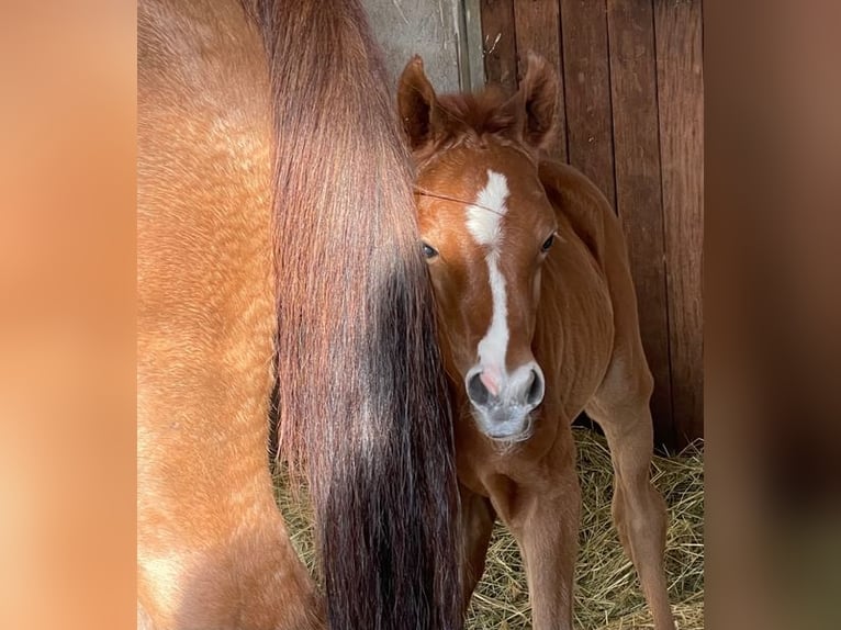 Purosangue arabo Giumenta 3 Anni 153 cm Grigio in Gemünden (Felda)