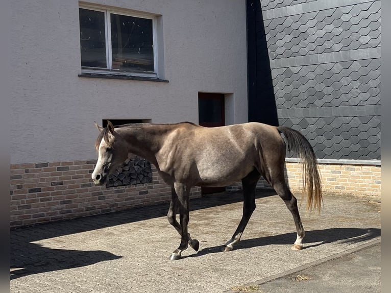 Purosangue arabo Giumenta 3 Anni 153 cm Grigio in Gemünden (Felda)