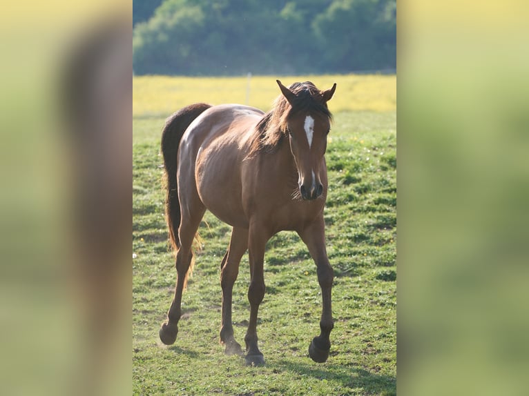 Purosangue arabo Giumenta 3 Anni 154 cm Baio in Gem&#xFC;nden (Felda)