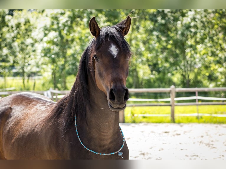 Purosangue arabo Giumenta 3 Anni 154 cm Baio scuro in Wangerland Hohenkirchen