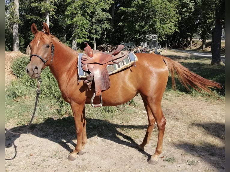 Purosangue arabo Giumenta 3 Anni 154 cm Sauro in Theras