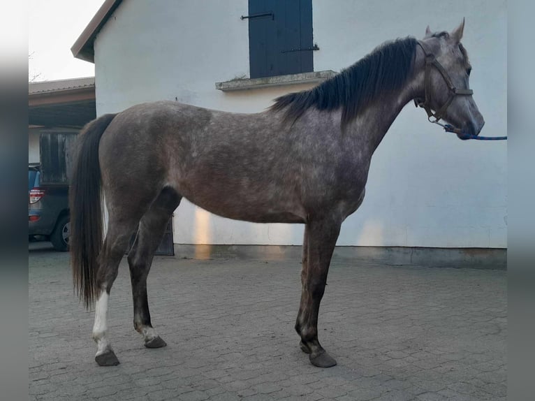 Purosangue arabo Giumenta 3 Anni 156 cm Grigio in Nowa Mała Wieś