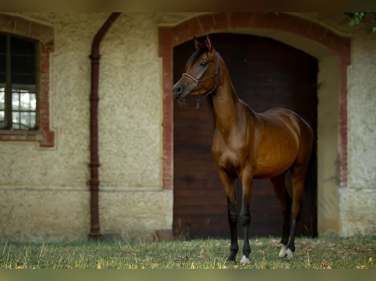 Purosangue arabo Giumenta 3 Anni 158 cm Baio in Theras