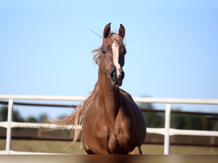 Purosangue arabo Giumenta 3 Anni Sauro in Wyskoki