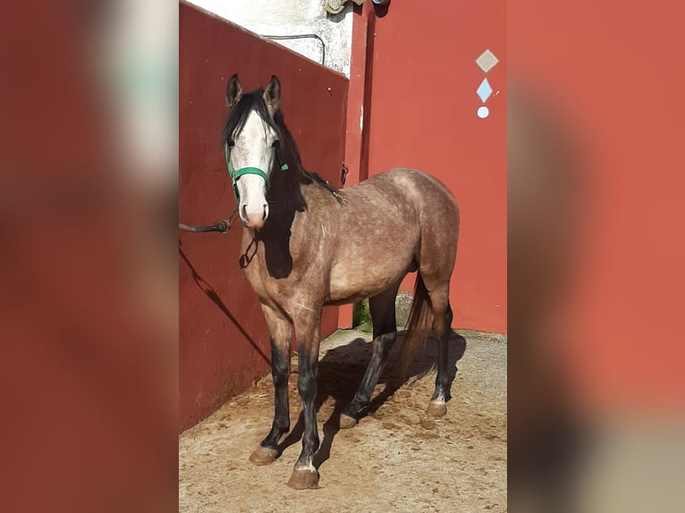 Purosangue arabo Giumenta 4 Anni 143 cm Grigio in Albala