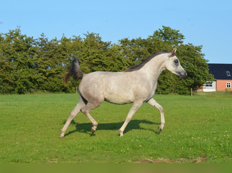Purosangue arabo Giumenta 4 Anni 146 cm Grigio in Hobro