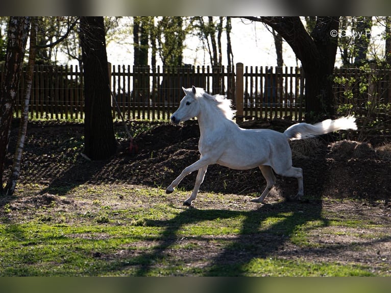 Purosangue arabo Giumenta 4 Anni 146 cm Grigio in Meinersen