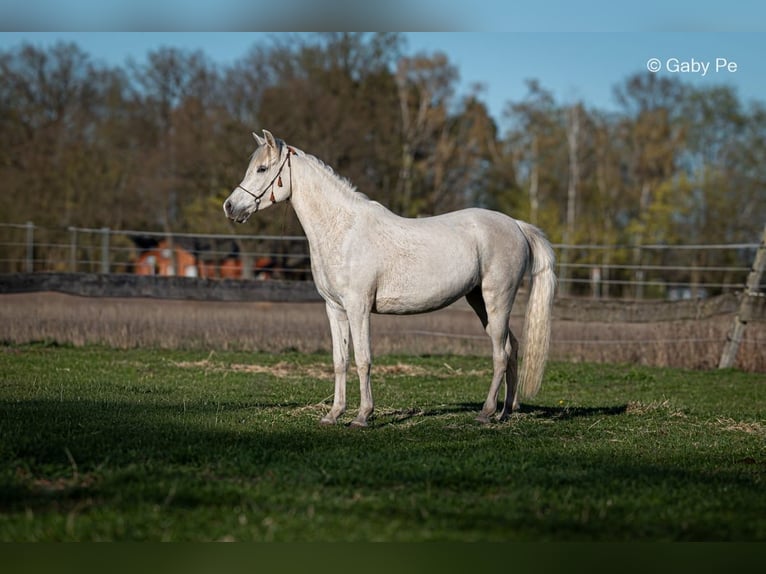 Purosangue arabo Giumenta 4 Anni 146 cm Grigio in Meinersen