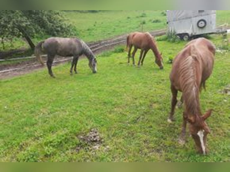 Purosangue arabo Giumenta 4 Anni 148 cm Può diventare grigio in Rieden