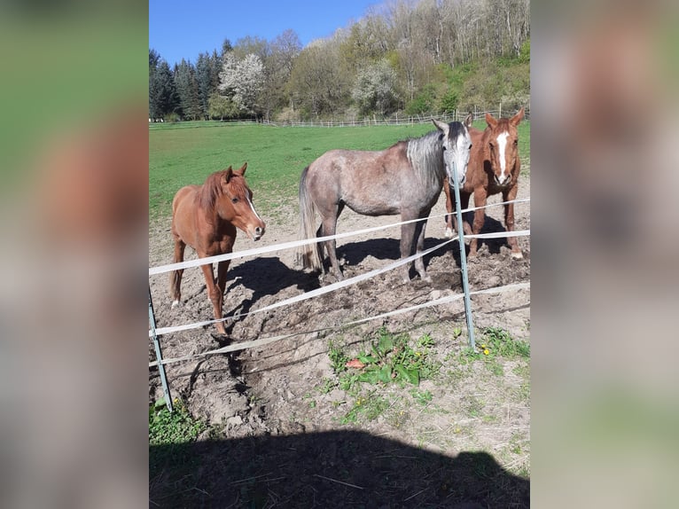 Purosangue arabo Giumenta 4 Anni 148 cm Può diventare grigio in Rieden