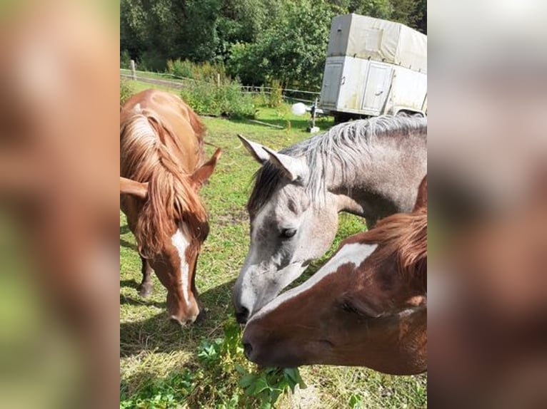 Purosangue arabo Giumenta 4 Anni 148 cm Può diventare grigio in Rieden