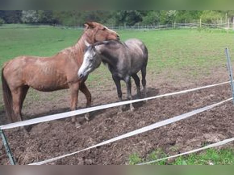 Purosangue arabo Giumenta 4 Anni 148 cm Può diventare grigio in Rieden