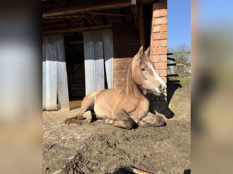 Purosangue arabo Giumenta 4 Anni 149 cm Può diventare grigio in Schermbeck