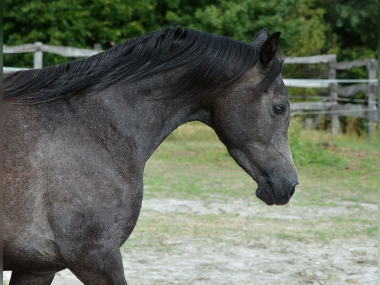 Purosangue arabo Giumenta 4 Anni 150 cm Grigio in Koprivnica