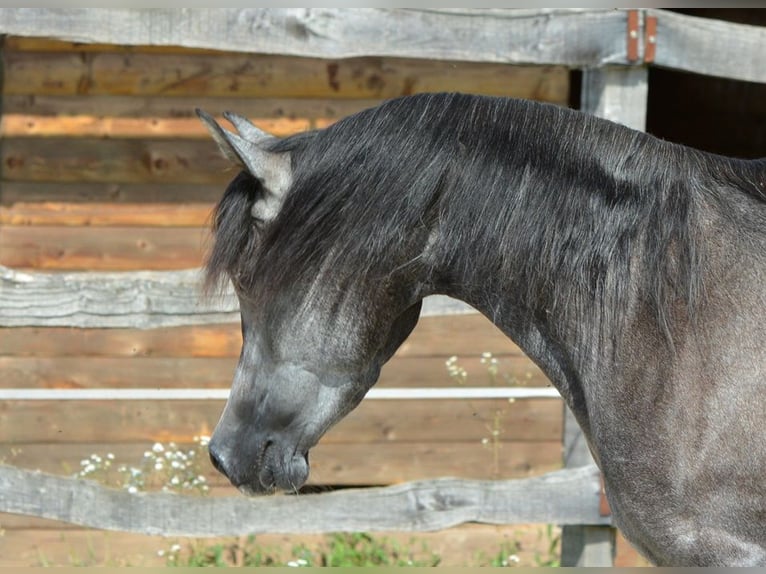 Purosangue arabo Giumenta 4 Anni 150 cm Grigio in Koprivnica