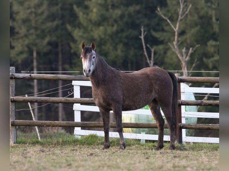 Purosangue arabo Giumenta 4 Anni 151 cm Grigio ferro in Spiesen-Elversberg