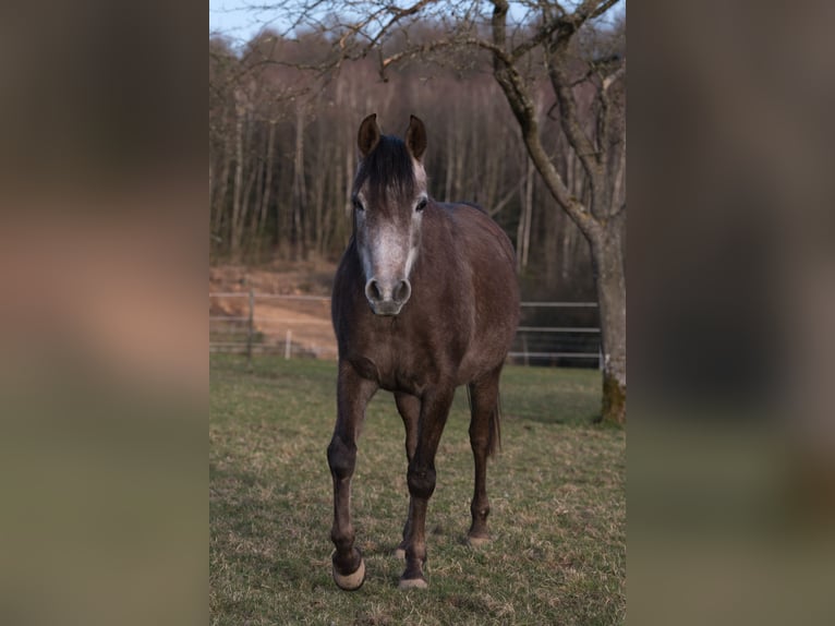 Purosangue arabo Giumenta 4 Anni 151 cm Grigio ferro in Spiesen-Elversberg