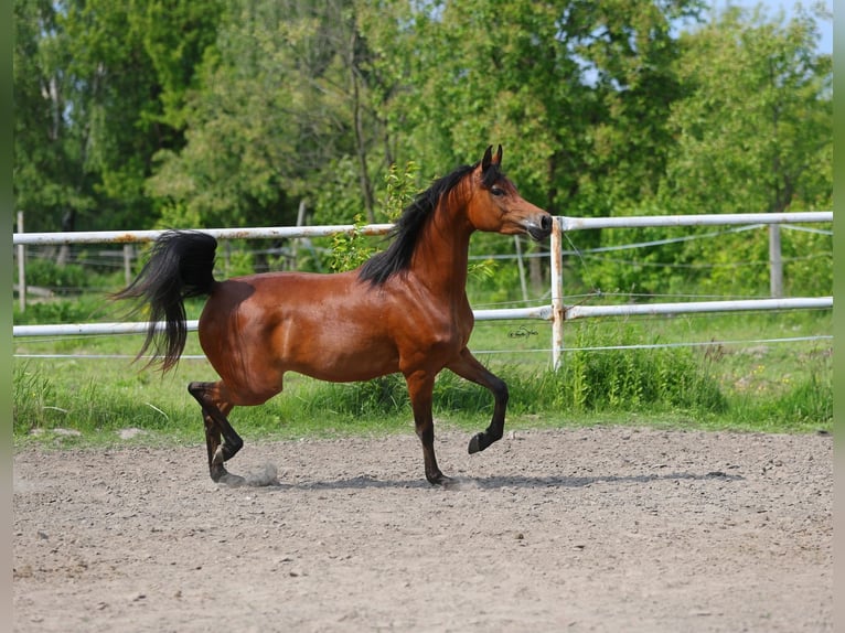 Purosangue arabo Giumenta 4 Anni 152 cm Baio in Lodz