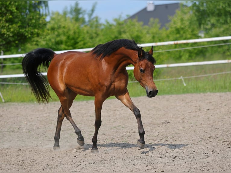 Purosangue arabo Giumenta 4 Anni 152 cm Baio in Lodz