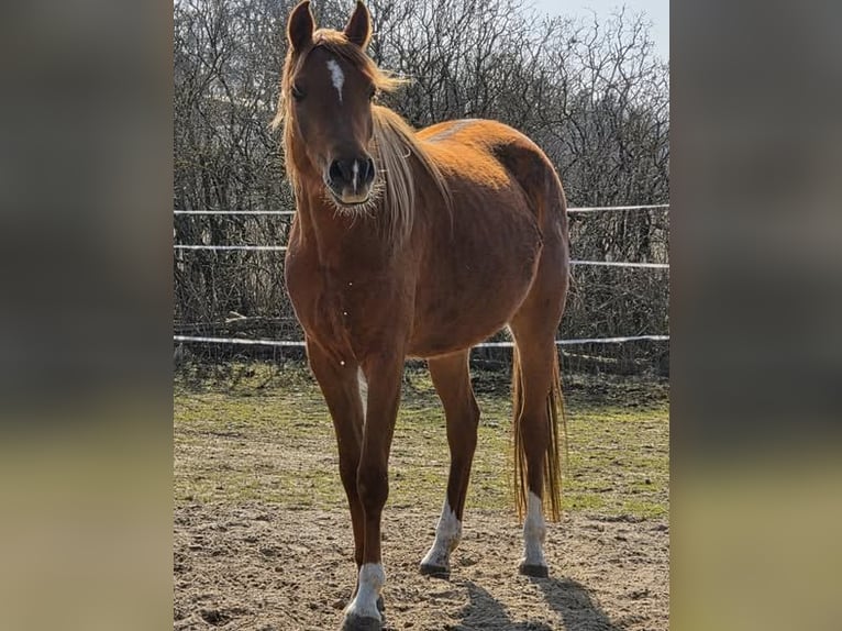 Purosangue arabo Giumenta 4 Anni 152 cm Sauro in Theresienfeld