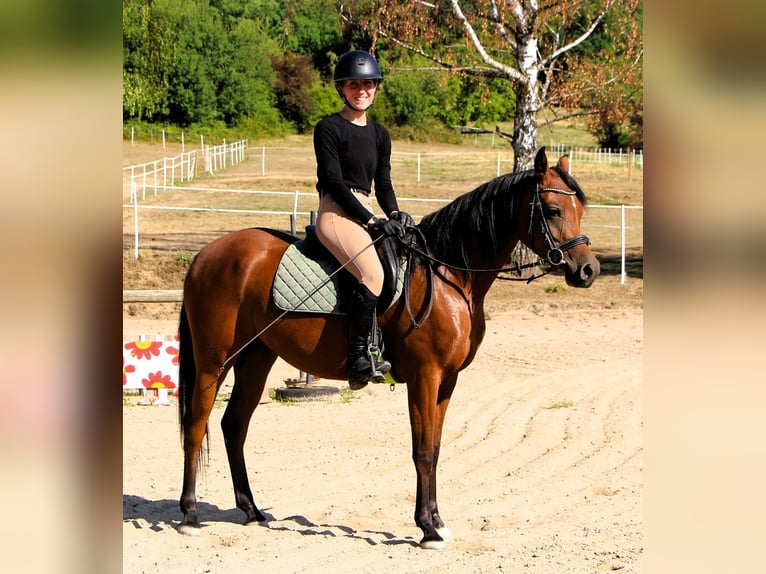Purosangue arabo Giumenta 4 Anni 153 cm Baio in Kehl