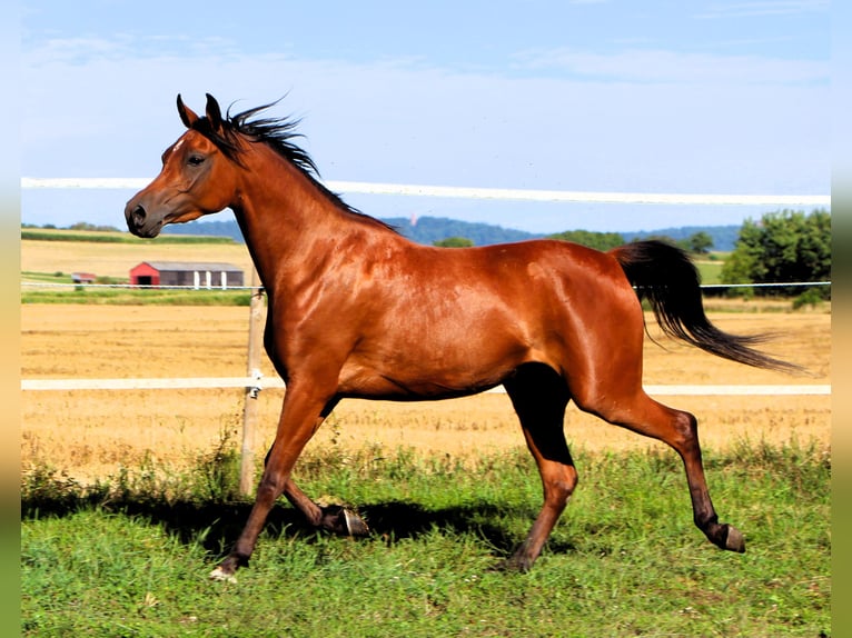 Purosangue arabo Giumenta 4 Anni 153 cm Baio in Kehl