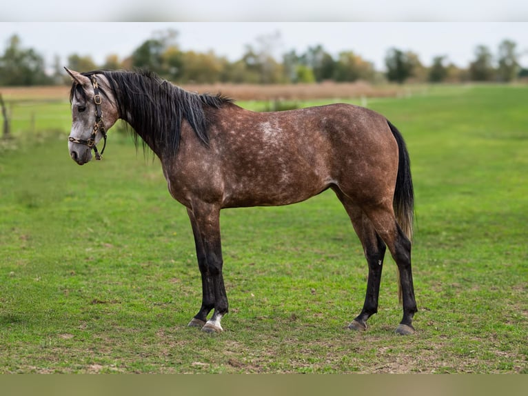 Purosangue arabo Giumenta 4 Anni 153 cm Grigio in Kobiele Wielkie