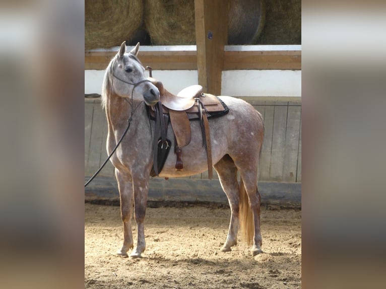 Purosangue arabo Giumenta 4 Anni 153 cm Grigio in Herzberg am Harz