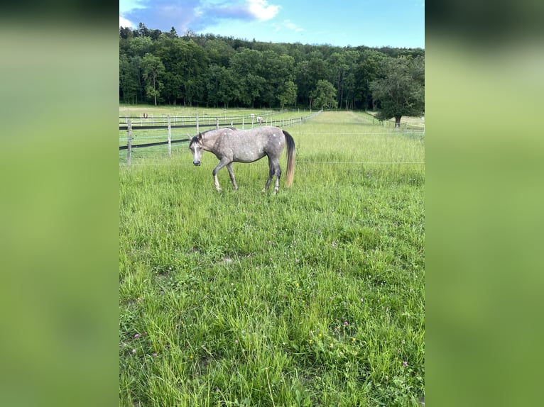 Purosangue arabo Giumenta 4 Anni 154 cm Grigio in Biel-Benken BL