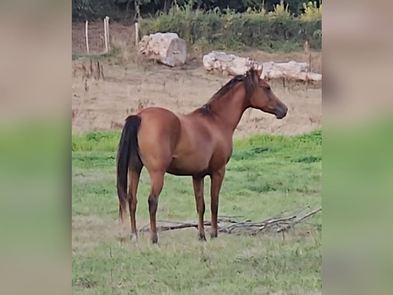 Purosangue arabo Giumenta 4 Anni 155 cm Baio in Courcelles-Frémoy