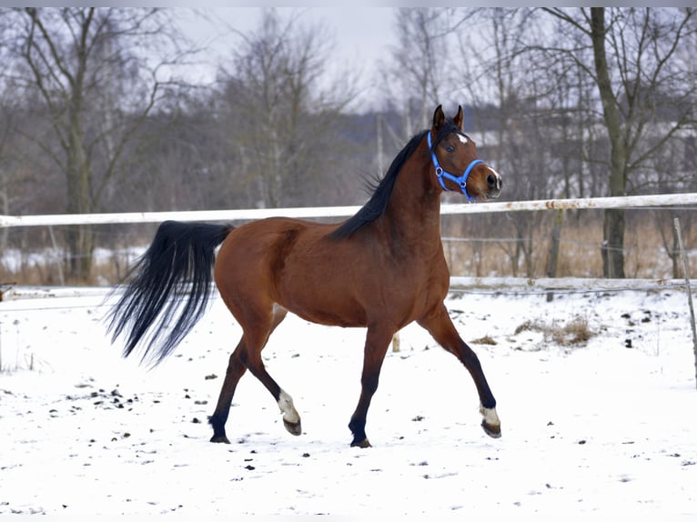 Purosangue arabo Giumenta 4 Anni 155 cm Baio in Lodz
