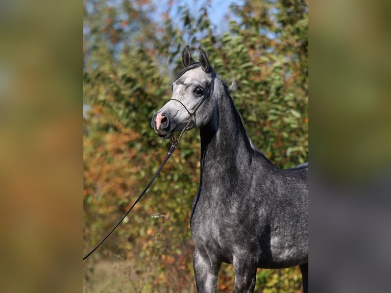 Purosangue arabo Giumenta 4 Anni 155 cm Grigio in Lodz