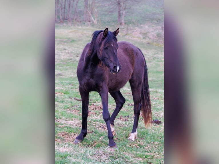 Purosangue arabo Giumenta 4 Anni 155 cm Morello in Hobro