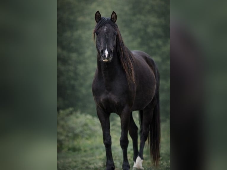 Purosangue arabo Giumenta 4 Anni 155 cm Morello in Hobro