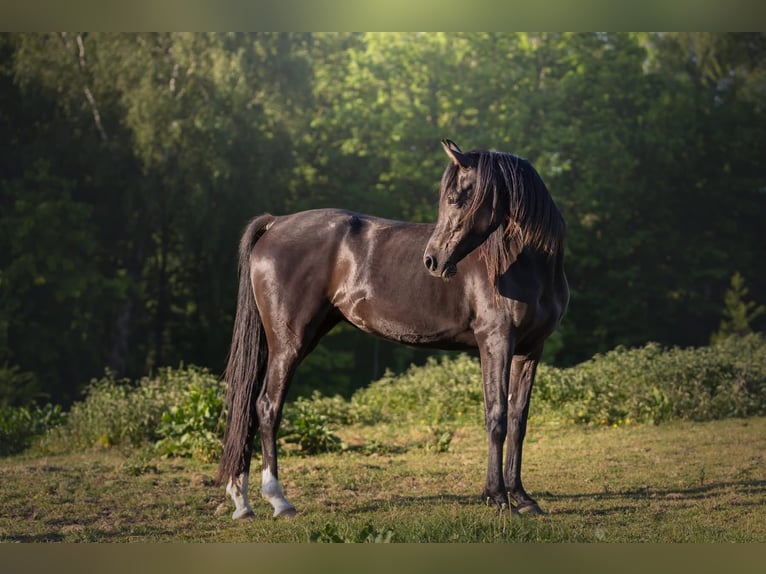 Purosangue arabo Giumenta 4 Anni 155 cm Morello in Hobro