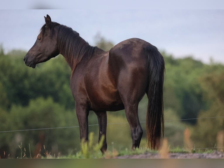 Purosangue arabo Giumenta 4 Anni 155 cm Morello in Hobro