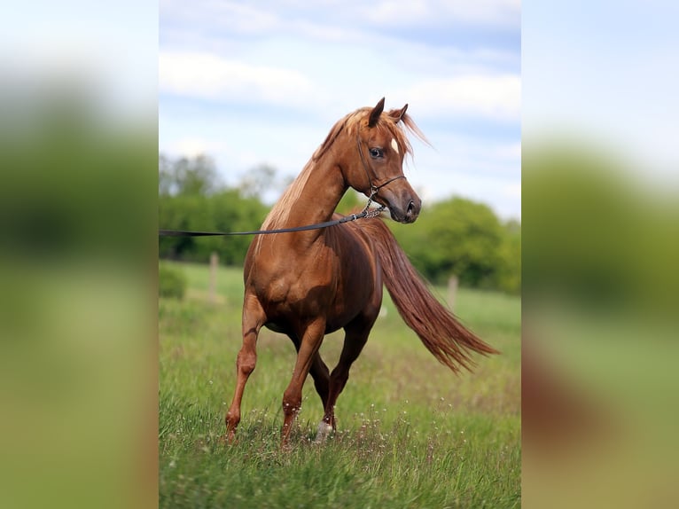 Purosangue arabo Giumenta 4 Anni 155 cm Sauro in Stryków