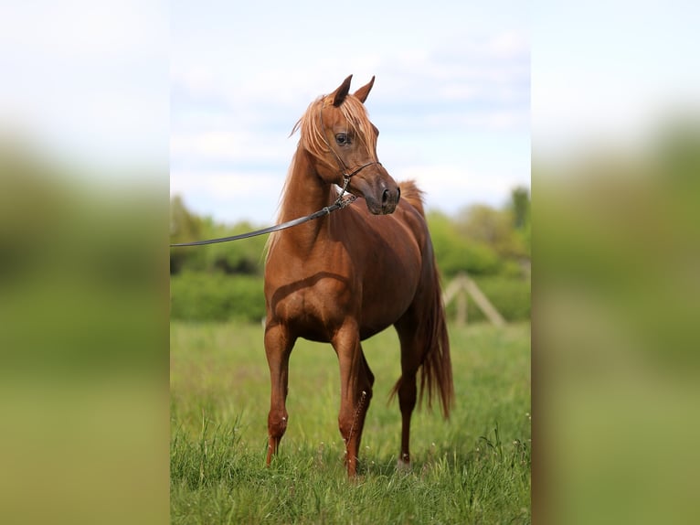Purosangue arabo Giumenta 4 Anni 155 cm Sauro in Stryków