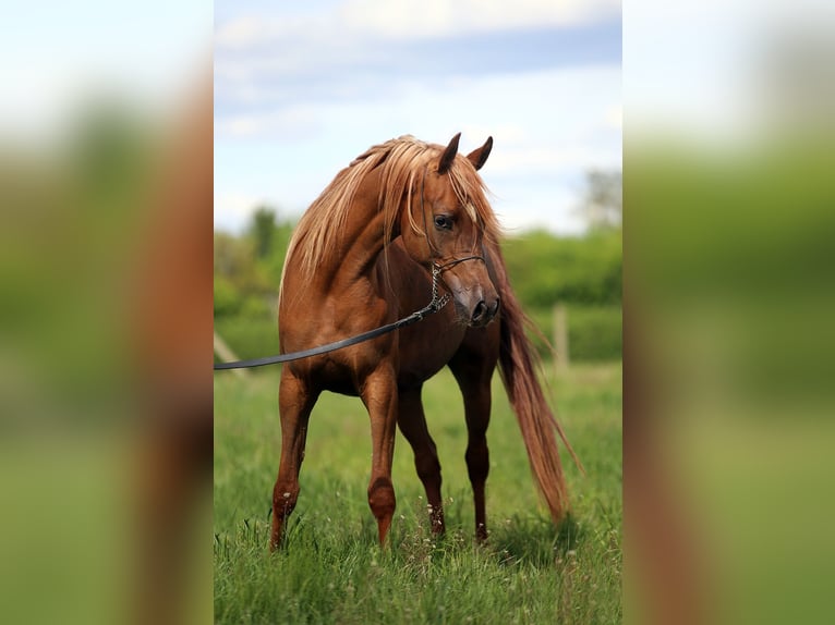 Purosangue arabo Giumenta 4 Anni 155 cm Sauro in Stryków