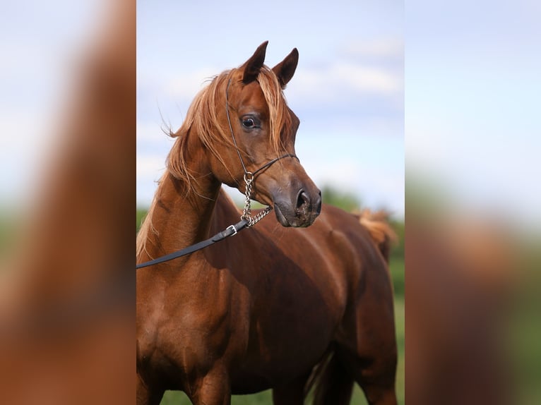 Purosangue arabo Giumenta 4 Anni 155 cm Sauro in Stryków